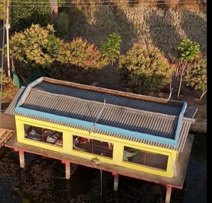 एक ही खेत में तीन-तीन कमाई के साधन: तालाब में मछली, ऊपर शेड में मुर्गी पालन और किनारों पर आम-लीची की बागवानी&mdash;जशपुर के किसान अंकित ने पेश किया आत्मनिर्भर खेती का शानदार उदाहरण