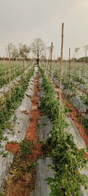 &ldquo;कम प्रीमियम, ज्यादा सुरक्षा&rdquo; &mdash; विशेषज्ञों की सलाह: प्रधानमंत्री फसल बीमा योजना के साथ ऐड-ऑन कवर लें, तभी मिलेगी ओलावृष्टि जैसी स्थानीय आपदाओं से पूरी राहत!