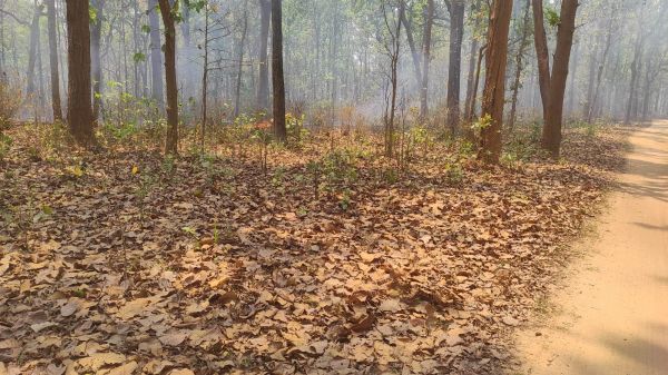 जशपुर का इकलौता अभ्यारण्य आग में सुलग रहा, जिम्मेदार बेखबर &mdash; बादलखोल में हर दिन कंन्ही न कंन्ही भड़क रही लपटें, वन्यजीवों पर मंडरा रहा मौत का साया!