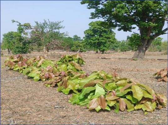 &ldquo;हरा सोना बनेगा खुशहाली का आधार: तेंदूपत्ता संग्राहकों के लिए सरकार का बड़ा फैसला, 13 लाख परिवारों को मिलेगा लाभ, 920 करोड़ रुपए तक के भुगतान से ग्रामीण अर्थव्यवस्था को मिलेगा नया संबल
