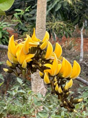 जशपुर के सोगड़ा आश्रम में खिला हजारों में एक &lsquo;पीला पलाश&rsquo;, प्रकृति और आस्था का अद्भुत संगम बना आकर्षण का केंद्र