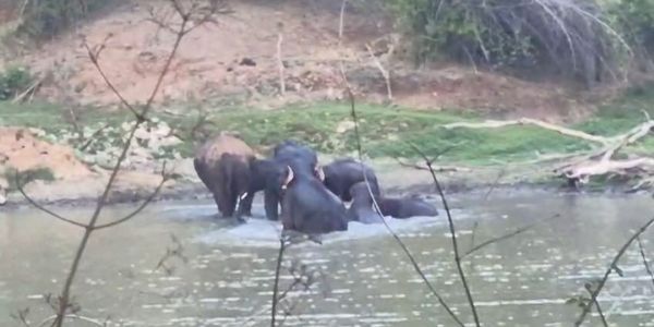 भीषण गर्मी में तालाब बना हाथियों का स्विमिंग पूल! खड़ामाचा में 3 शावकों समेत 7 हाथियों की मस्ती कैमरे में कैद, घंटों चली पानी की अठखेलियां
