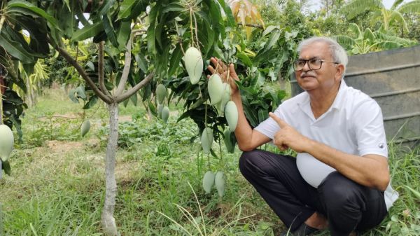 विदेशी मियाज़ाकी आम ने दिलाई राष्ट्रीय पहचान, बस्तर आम महोत्सव में सूरजपुर के किसान राजेंद्र प्रसाद गुप्ता को मिला प्रथम पुरस्कार