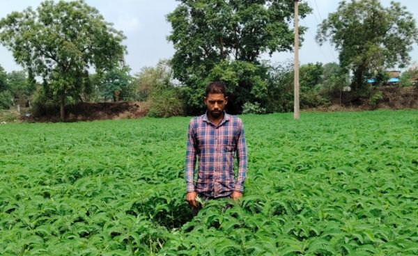मुख्यमंत्री विष्णु देव साय की किसान हितैषी पहल का असर, ढैंचा की हरी खाद से जैविक खेती अपनाकर आत्मनिर्भर कृषि की ओर बढ़ रहे किसान