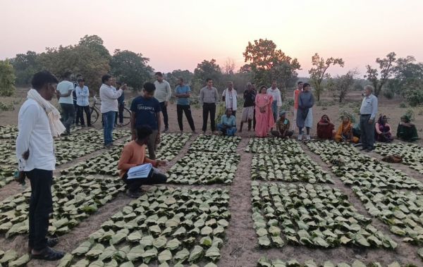 मुख्यमंत्री विष्णु देव साय की पहल से तेन्दूपत्ता संग्राहकों को बड़ी सौगात, 10,160 वनवासी हितग्राहियों के खातों में पहुँची 1.39 करोड़ रुपये से अधिक की बोनस राशि
