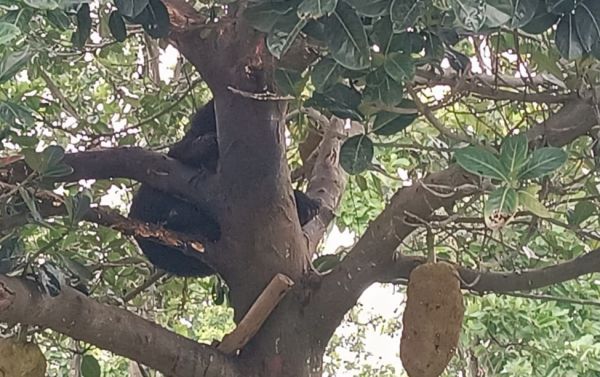 कटहल की खुशबू खींच लाई पेड़ तक... फिर टहनी में फंस गया जंगली भालू, जशपुर के गजमा गांव में घंटों चला&nbsp; रेस्क्यू ऑपरेशन,ट्रैंक्विलाइज कर सुरक्षित उतारा गया, स्वास्थ्य परीक्षण के बाद जंगल में छोड़ा गया