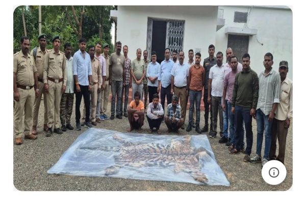 बाघ की खाल और पैंगोलिन के शल्क की तस्करी का बड़ा खुलासा, डब्ल्यूसीसीबी-वन विभाग की संयुक्त कार्रवाई में तीन तस्कर दबोचे, वन्यजीव तस्करी के बड़े नेटवर्क की जांच तेज