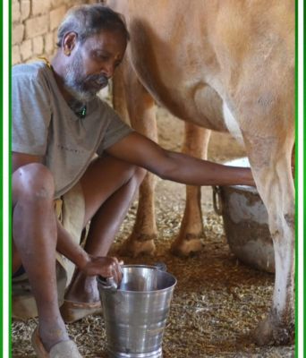 मेहनत और समर्पण से मधुसुदन भगत ने बदली खेती की तस्वीर, गौपालन बना मजबूत आय का साधन&mdash;27 गायों से प्रतिदिन 60 लीटर से अधिक दूध का उत्पादन