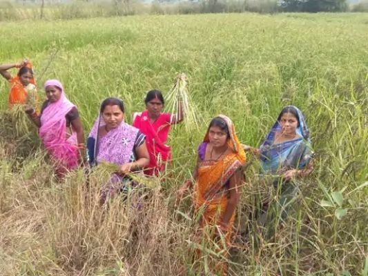 परंपरागत खेती से आगे बढ़कर परखंदा की महिलाओं ने अपनाई औषधीय खस की खेती, पहली फसल में 11.20 क्विंटल उत्पादन से कमाए 1.12 लाख रुपये